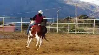 cavalo argentino iin vendita