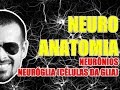 Neurônios e Células da Glia - Sistema Nervoso - Neuroanatomia - VideoAula 082