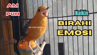 MACETAN PASTI NYAUT Banyak anis LANGSUNG BUNYI mendengar suara burung anis merah gacor ini buktikan