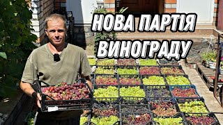 НОВА ПАРТІЯ ВИНОГРАДУ