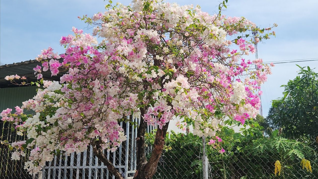 Cùng ngắm hoa giấy khoe sắc nhé