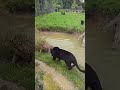 jaguar fighting black panther