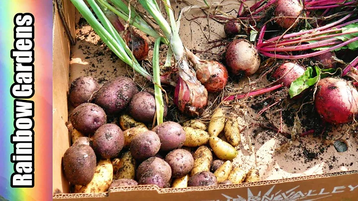 Peaceful Morning Harvest (no talking), Peter Wilcox & Austrian Crescent Potatoes, Beets and Shallots