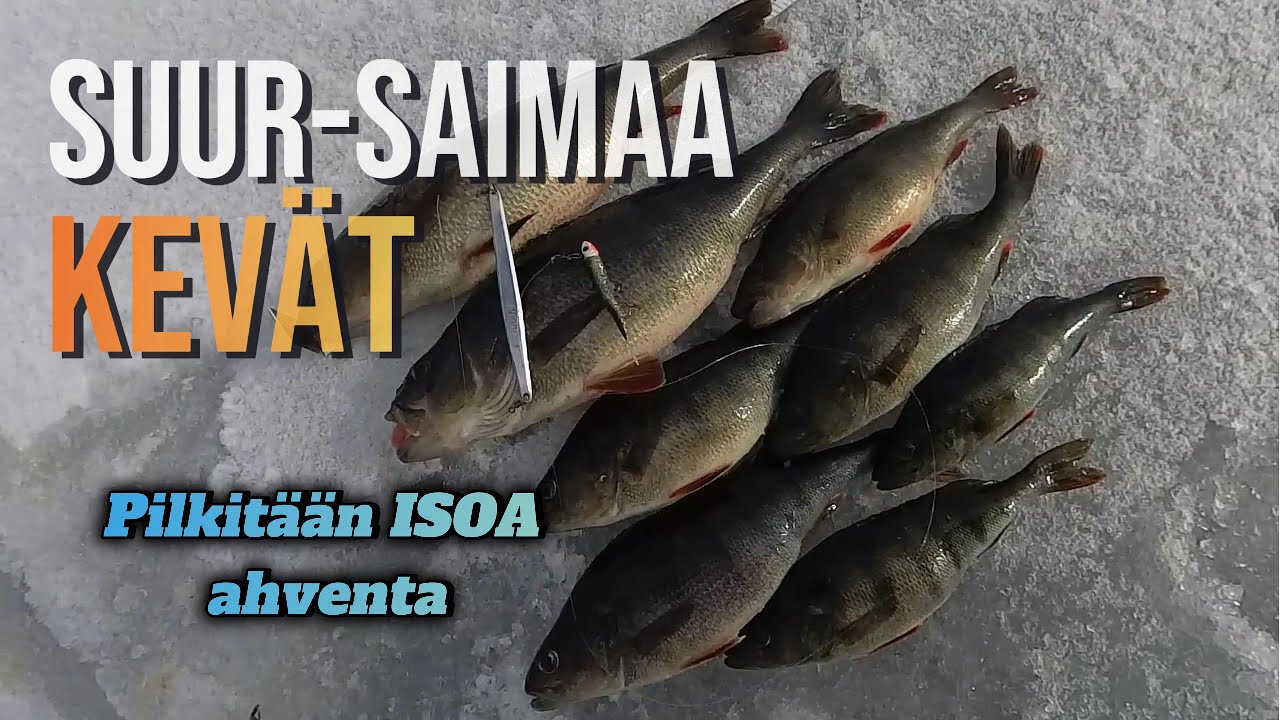 Ison ahvenen kevätpilkintä