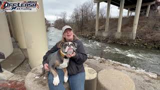 Maverick | 6 Month Old Bulldog | Best Dog Trainer Cleveland, Ohio |