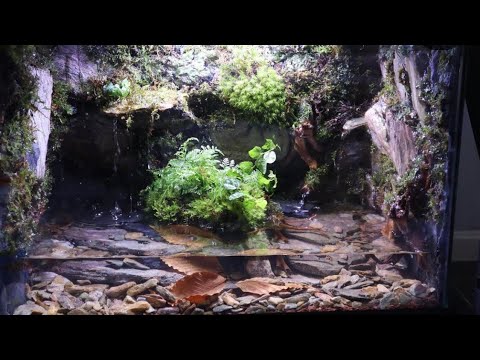 Paludarium Build Red Salamander Habitat Youtube
