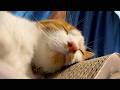 子育てに疲れた猫がいます。
