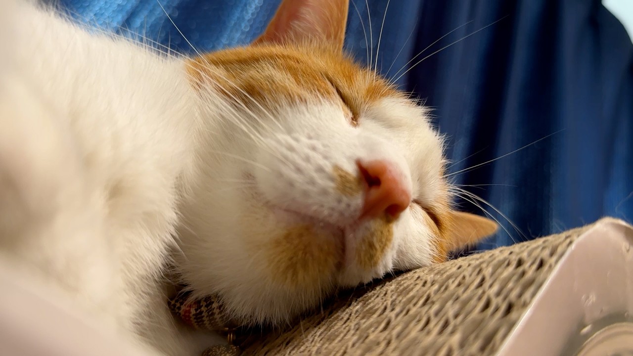 子育てに疲れた猫がいます。