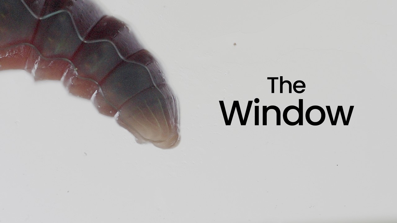 Latest Title & Thumbnail