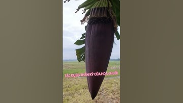 Tác Dụng Của Hoa Chuối #shorts
