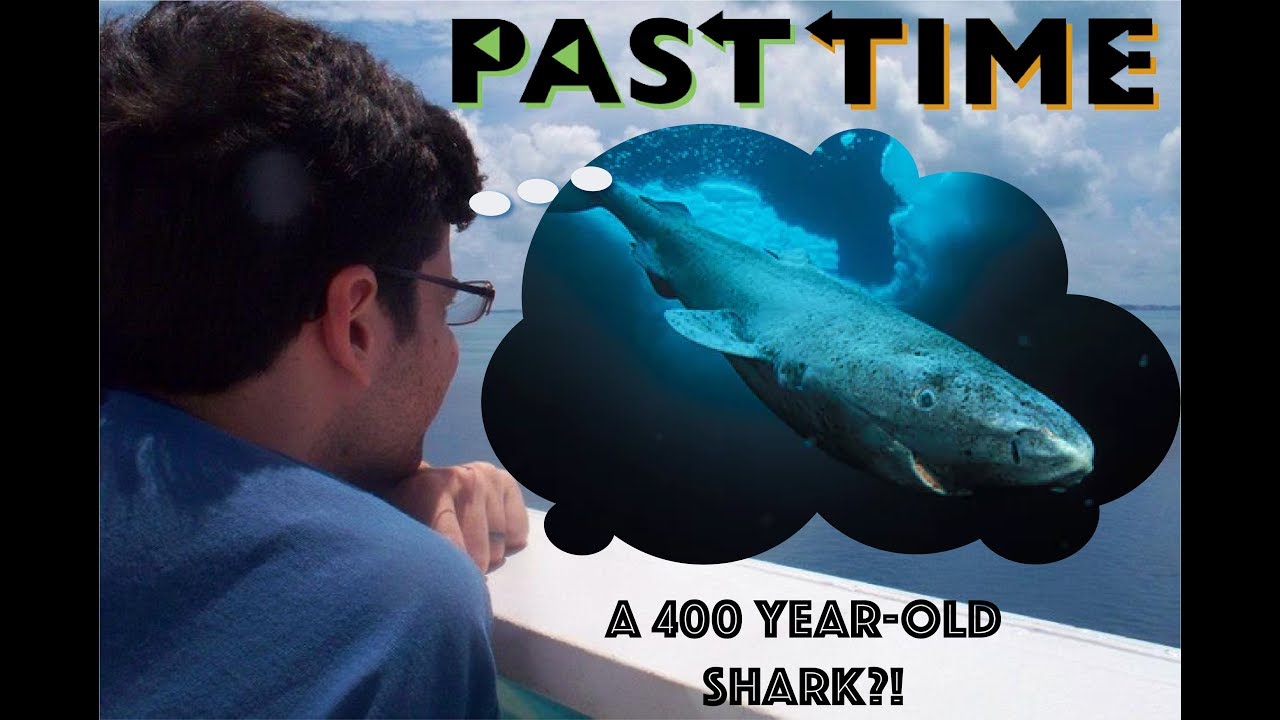 PAST TIME Quick Bite - The Greenland Shark is the World's Oldest Vertebrate past times