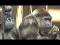 珍しい❗️モモタロウの前に寝転ぶ妻ゲンキ⭐️ゴリラGorilla【京都市動物園】rare! Genki lay down in front of Momotaro for a short time.