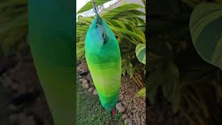 Almofadinha Grama