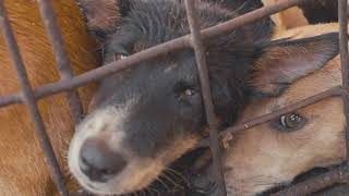 End the Indonesia dog meat trade!