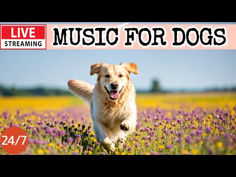 Live Dog Musiccalming Music For Dogsseparation Anxiety Reliefrelaxing Music For Sleep18 Live Dog Musiccalming Music For Dogsseparation Anxiety Reliefrelaxing Music For Sleep18