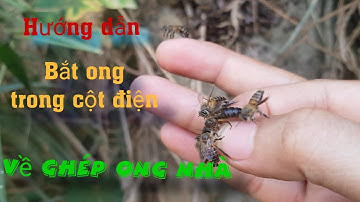 Hướng dẫn bắt và ghép ong trong cột điện về nuôi với ong nhà