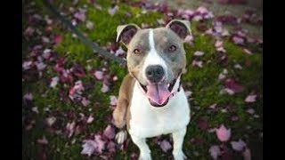 Apbt Hugging Sessionamerican Pitbull Terrier