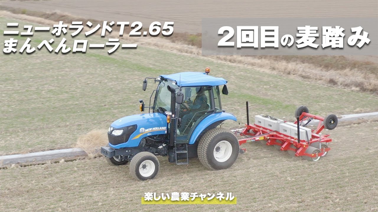 2回目の麦踏み作業 - YouTube