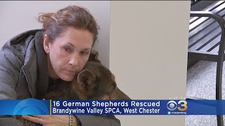 Local Rescue Operation Saves 16 German Shepherds From 165-Dog Animal Cruelty Case In Georgia