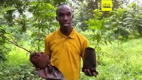 Kenyan engineer turns deadly water hyacinth into eco-friendly innovation