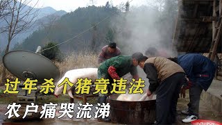 過年殺個豬竟違法？獲利5毛錢被罰10萬元，農戶痛哭流涕 by 阿呆杂烩说 8 views 4 months ago 4 minutes, 3 seconds