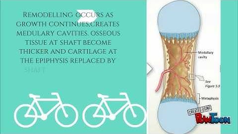 endochondral ossification group 35