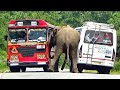 The wild elephant attacks the bus and the bus that came in front attacks the elephant