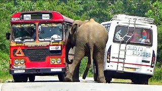 The wild elephant attacks the bus and the bus that came in front attacks the elephant