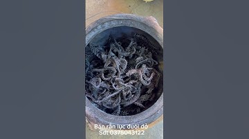 Rắn lục đuôi đỏ thần dược luyện đan chữa bệnh cho khách đặt mua p4