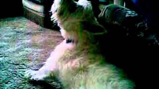 Westie dog singing to Britains got talent