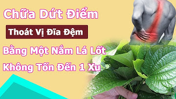 Chữa khỏi dứt điểm bệnh thoát vị đĩa đệm bằng vài lá lốt tại nhà không tốn một xu nào