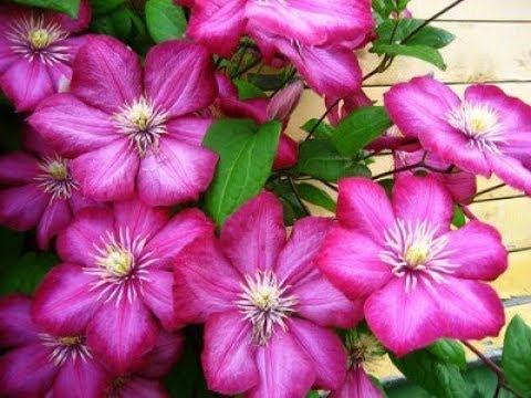 Video: Clematis Tsev Neeg