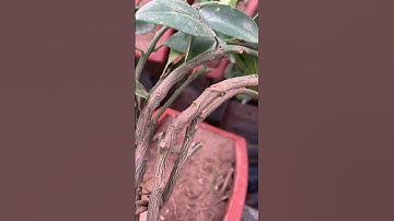 Cách chăm sóc cây quất Tết