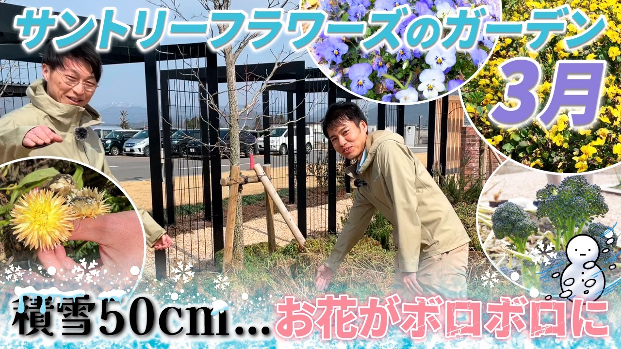 【大寒波後の様子】サントリーフラワーズガーデンが大雪で大変なことに・・・！
