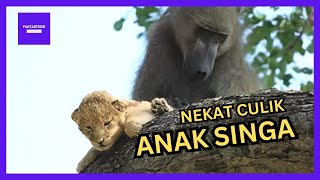Dramatis! Aksi Seekor Baboon Dewasa Menculik Anak Singa di Afrika, Kok Bisa? Begini Penjelasannya