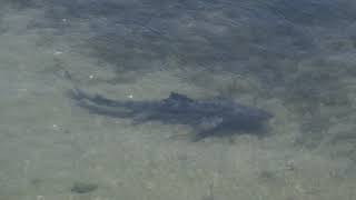 Leopard Shark in Morro Bay by Connie Levenhagen Niemi 1,749 views 5 years ago 24 seconds