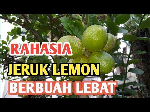 Video: Tips merawat lemon agar tetap berbuah