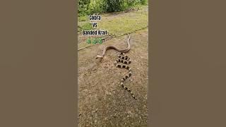 Cobra VS Banded Krait 🐍🐍🐍