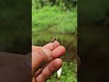 fishing with live bee #fishingvideo