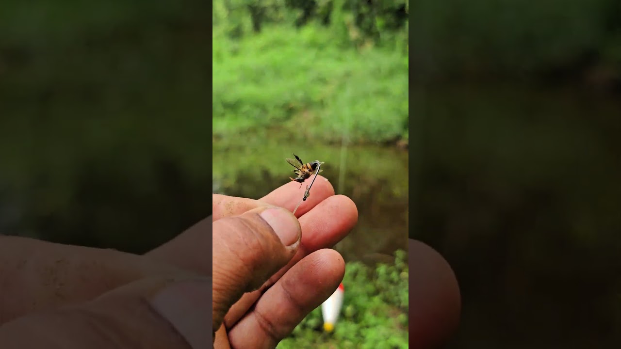 fishing with live bee #fishingvideo