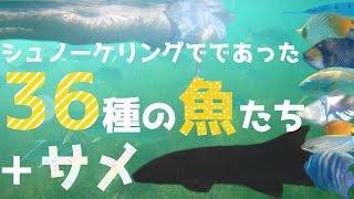 シュノーケリングで出会った36種の魚たち＋サメ  －オーストラリア・グリーンアイランド－