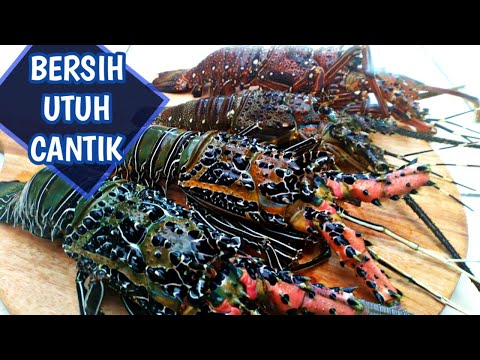 CARA MEMBERSIHKAN LOBSTER AIR LAUT TETAP UTUH DAN CANTIK SEBELUM DIMASAK