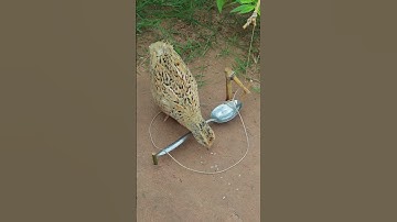 Amazing Installing The Most Effective Quail Traps Using Spoon And Wood #shortvideo #short #shorts