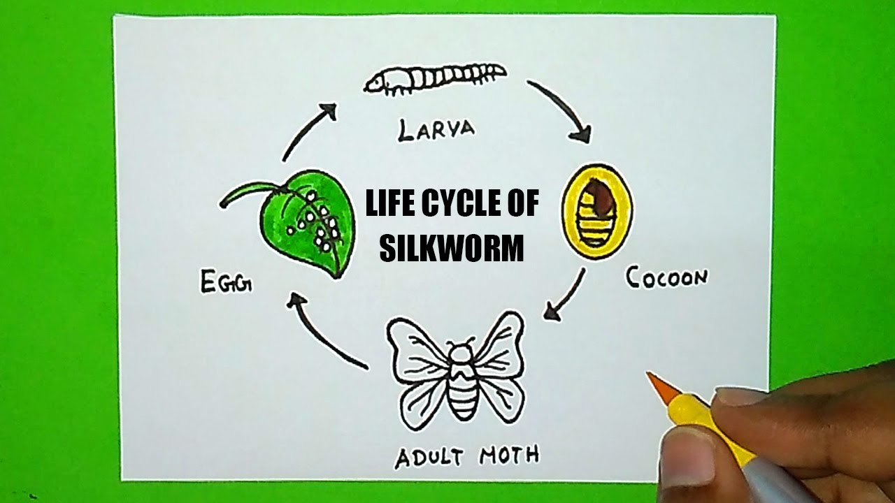 Art Life Cycle Of Silk Moth Created by Sudha Kumari: Cool Art India