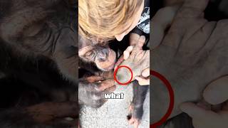 How They Saved This Injured Chimp