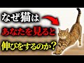 【実は深い意味が…】猫があなたを見ると伸びをする本当の理由7選