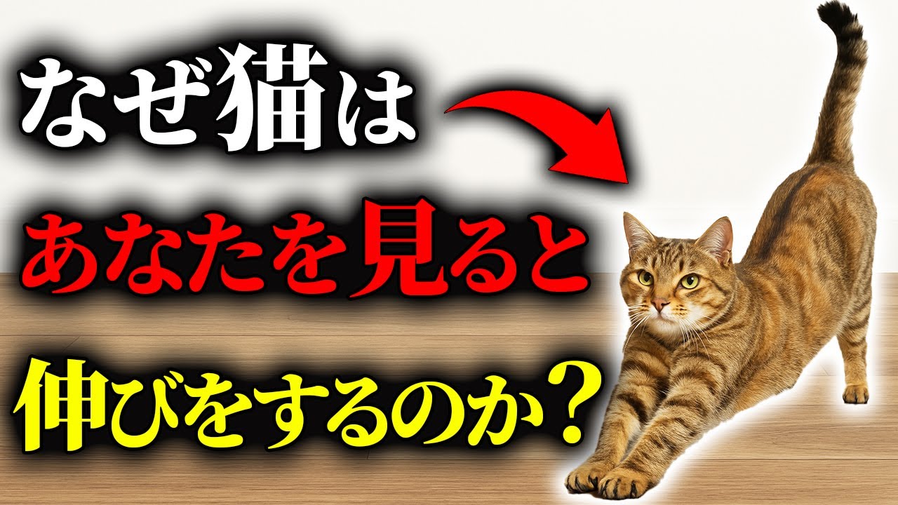 【実は深い意味が…】猫があなたを見ると伸びをする本当の理由7選