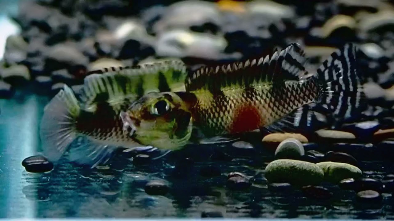 5 9 Dc短鯛坊 B虹彩短鯛no J8 Dwarf Cichlids Youtube 5 9 Dc短鯛坊 B虹彩短鯛no J8 Dwarf Cichlids Youtube