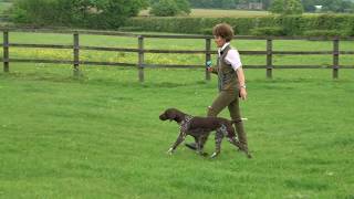 Training 9 month German shorthaired  Pointer simple seen & memory retrieves