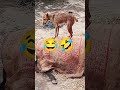 bhojpuri song #song #love #bhojpuri #bhojpurisong #music #dj #newsong #coversong #sad #khesari .....
